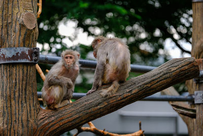 Close-up of monkey on wooden wall