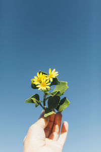 Midsection of person holding flowering plant against clear blue sky