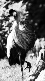 Close-up of bird perching on a field