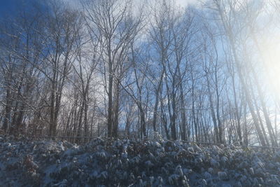 Bare trees in forest during winter