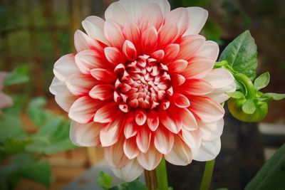 Close-up of dahlia blooming outdoors