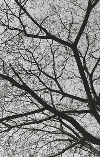 Low angle view of bare tree against sky