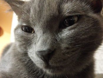 Close-up portrait of dog