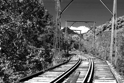 Railroad tracks amidst trees