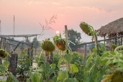 Close-up of flowering plants against sky during sunset