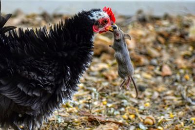 Close-up of a serama hen on field