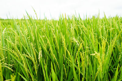 Close-up of wheat field