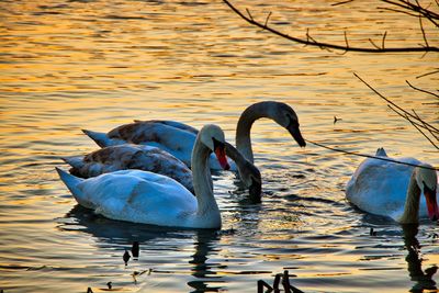 Swan swimming in lake