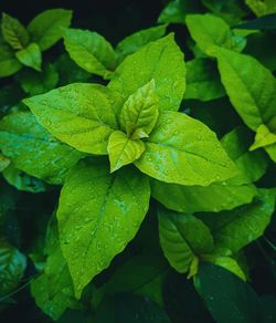 Close-up of wet plant leaves