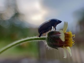 Close-up of butterfly on flower