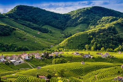 Scenic view of agricultural field