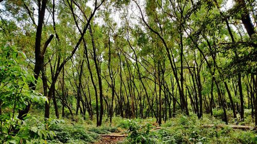 View of trees in forest