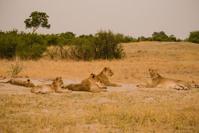 Close-up of lionesses on field