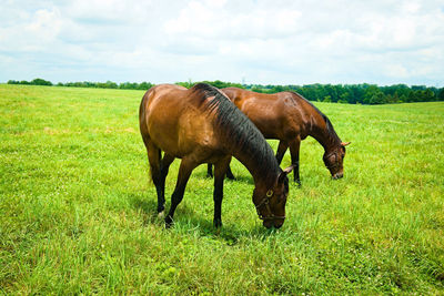 Horses on a kentucky horse farm