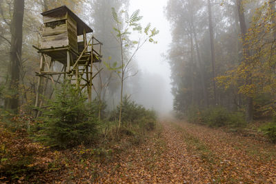 Trees and plants in forest during foggy weather