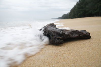 Surface level of sea shore