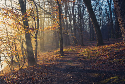 Sunrise in the woods next to the lake