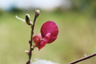 Close-up of pink flower bud growing in garden