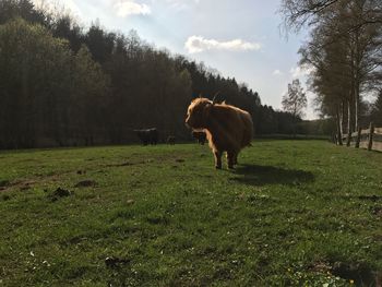 Horse on field against sky