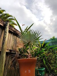 Potted plants in greenhouse against sky