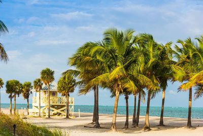 Palm trees on beach against sky