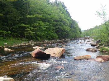 Rocks by river in forest against sky