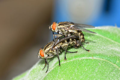 Close-up of fly