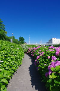 Flowering plants by footpath against clear blue sky