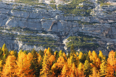 Scenic view of forest during autumn