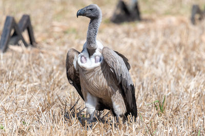 Close-up of a bird on field