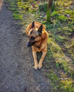 High angle view of dog standing on footpath