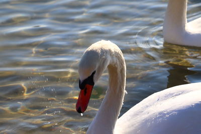 swan