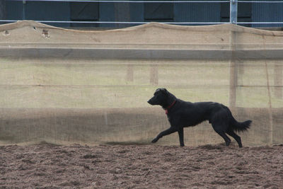 Side view of a dog running on field