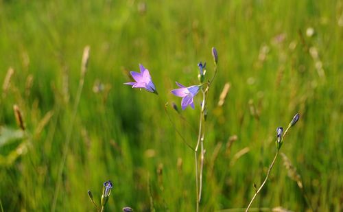 Close-up of bumblebee on flower in field