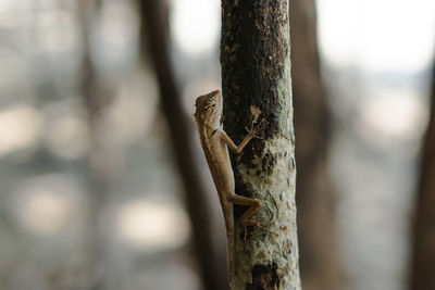 Close-up of lizard on tree trunk