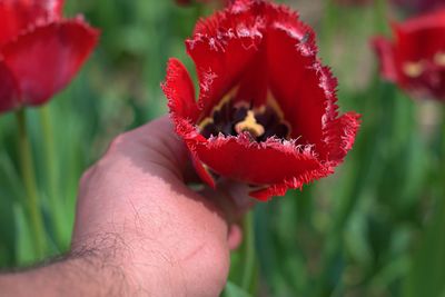 Close-up of hand holding red flower