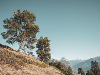 View of tree on mountain against clear sky