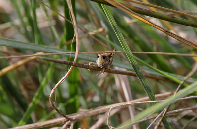 Close-up of insect perching on tree