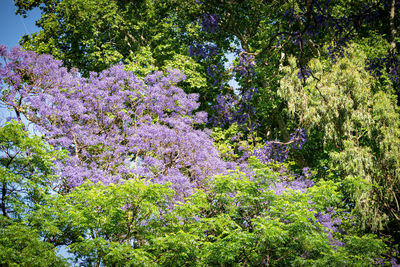 View of purple flowering plants in park