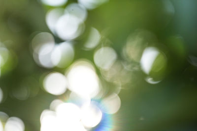 Defocused image of tree