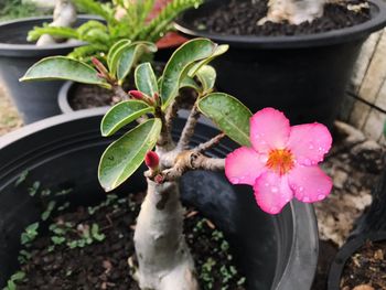 Close-up high angle view of pink flowers