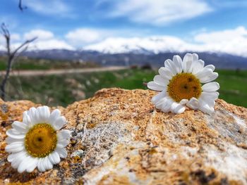 Close-up of white flowering plant