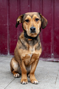dog