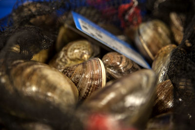 Clams at market for sale