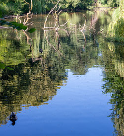 Reflection of trees in lake