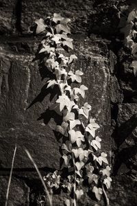 Plant growing on tree trunk