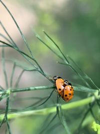 Close-up of ladybug on plant