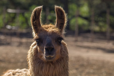 Portrait of llama on field