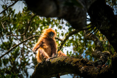 Low angle view of monkey sitting on tree