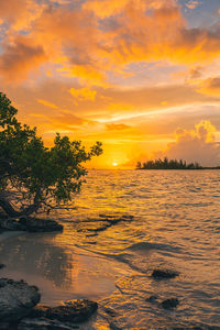 Sunset by the ocean with mangrove 